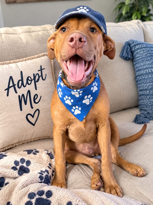 Photo of Jameson, adoptable Black Mouth Cur in Euless, Texas