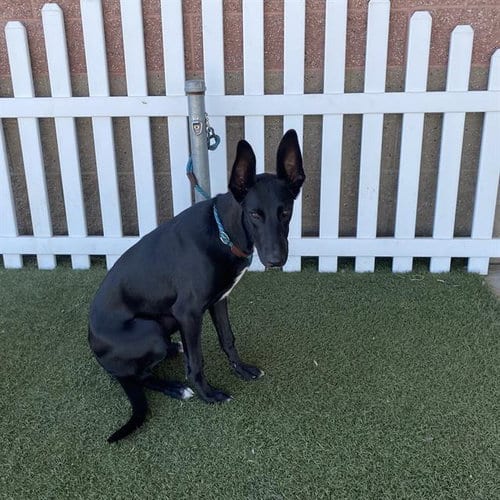 Photo of Gracie, adoptable Great Dane in Modesto, California