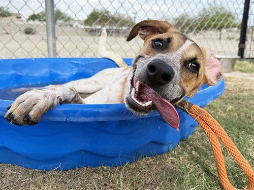 Photo of Jasper, adoptable Australian Cattle Dog/Blue Heeler in Phoenix, Arizona