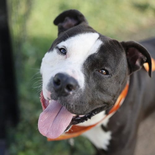 Photo of Mr. Pickles, adoptable American Staffordshire Terrier in San Antonio, Texas