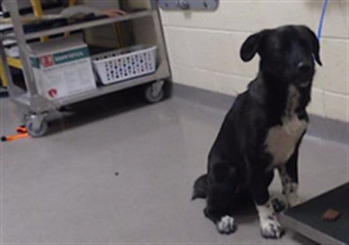 Photo of Babe, adoptable Border Collie in Denver, Colorado