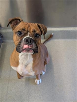 Photo of Eugene, adoptable Boxer in San Martin, California