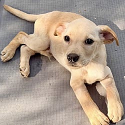 Photo of Rocco, adoptable Golden Retriever American Bulldog in Yorkville, Illinois