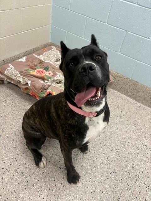 Photo of Reina, adoptable Cane Corso Mastiff in Brighton, Colorado