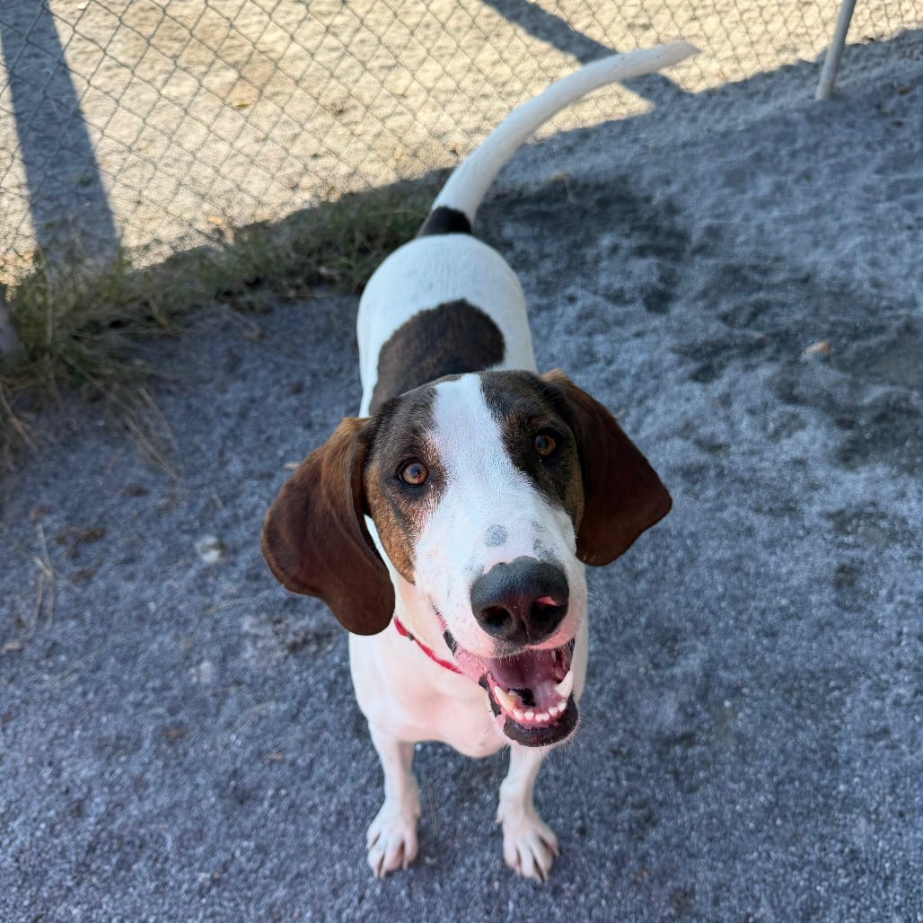 Photo of Hank, adoptable Hound / Mountain Cur in Staunton, Virginia