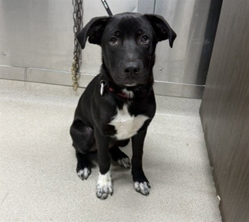 Photo of Buddy, adoptable Labrador Retriever in Fairbanks, Alaska