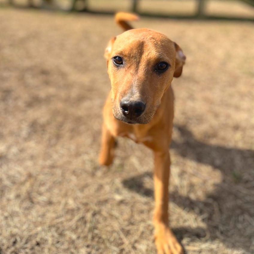 Photo of Olette, adoptable Mixed Breed (Small) in Chattanooga, Tennessee