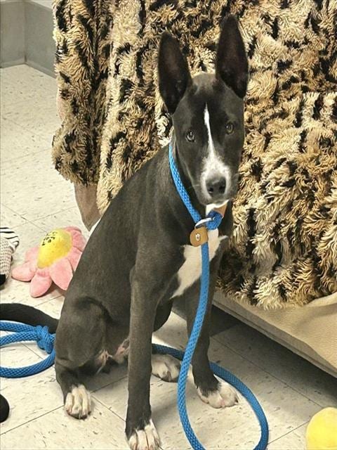 Photo of Willow, adoptable Australian Kelpie in Salinas, California