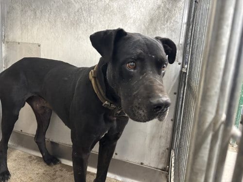Photo of Ffokcab, adoptable Cane Corso Mastiff in San Bernardino, California
