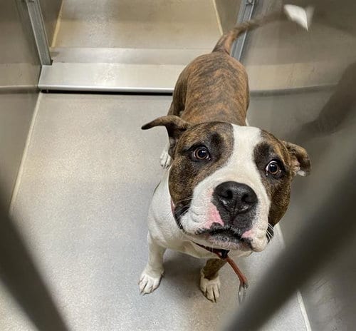 Photo of A615280, adoptable Pit Bull Terrier in Modesto, California