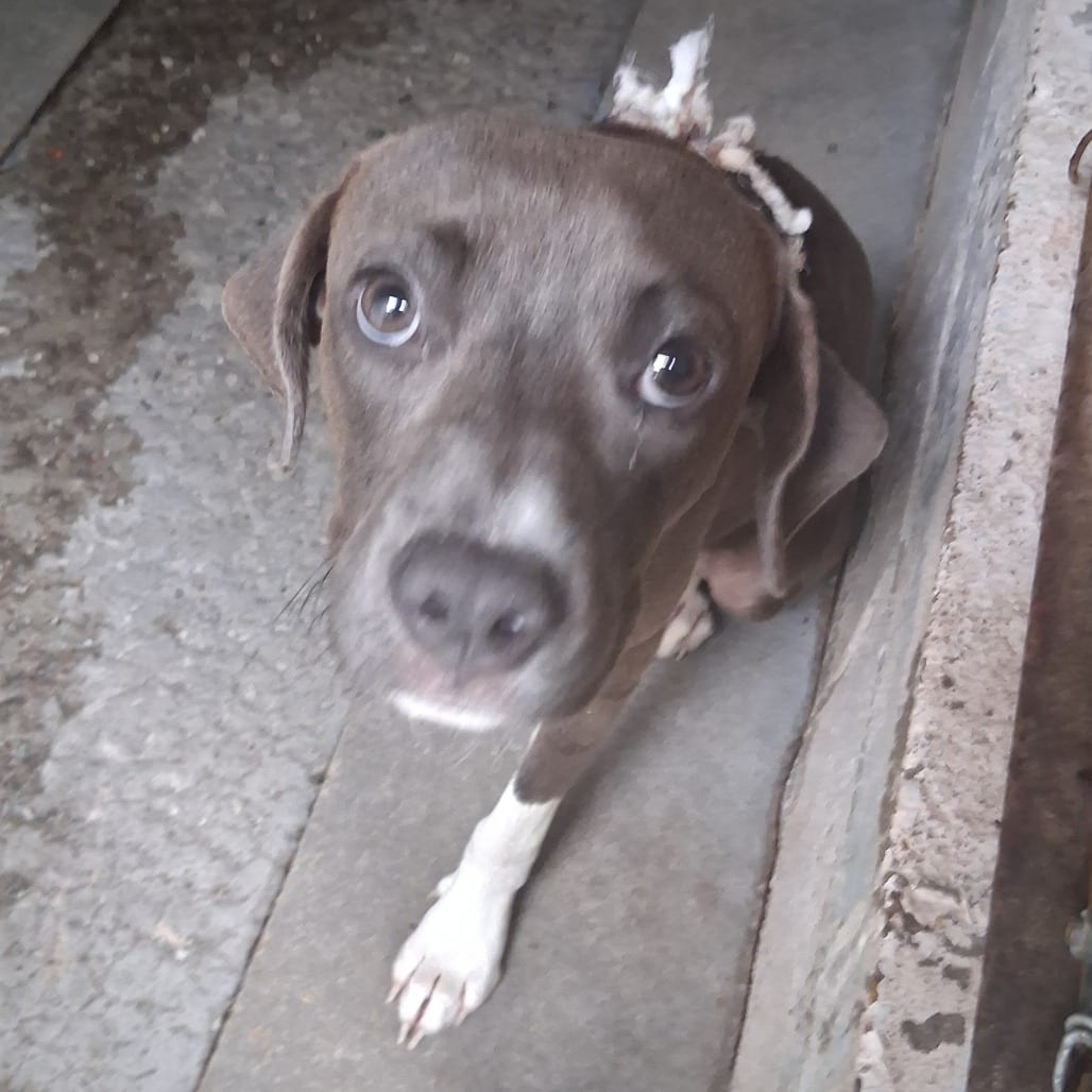 Photo of Steven, adoptable Mixed Breed (Small) in Summerville, South Carolina