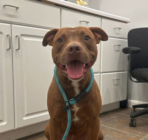 Photo of Oliver, adoptable American Bulldog in Monticello, Mississippi
