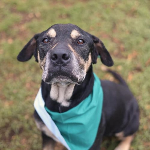 Photo of Alexander, adoptable Rottweiler in San Antonio, Texas
