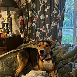 Photo of Taylor, adoptable Australian Cattle Dog German Shepherd Dog in Salem, Oregon