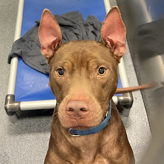 Photo of Duke, adoptable Mixed Breed