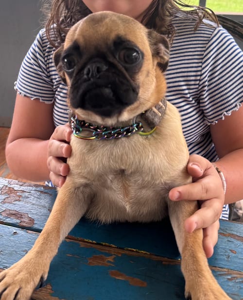 Photo of Gertie, adoptable Pug in Atlanta, Georgia
