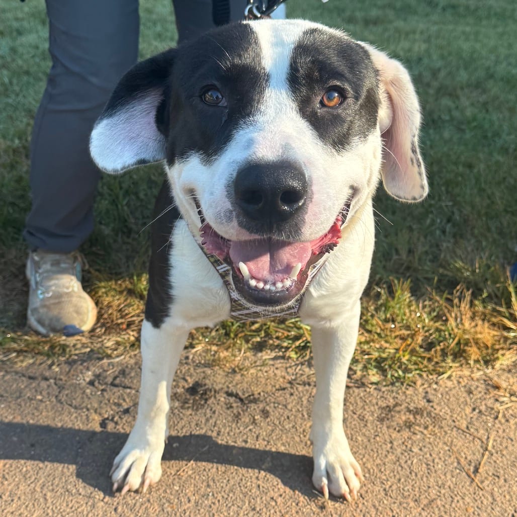 Photo of Yasuo, adoptable Mixed Breed (Large) in Winston-Salem, North Carolina