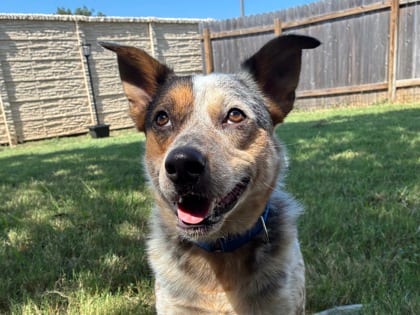Photo of Eggs, adoptable dog in Georgetown, Texas