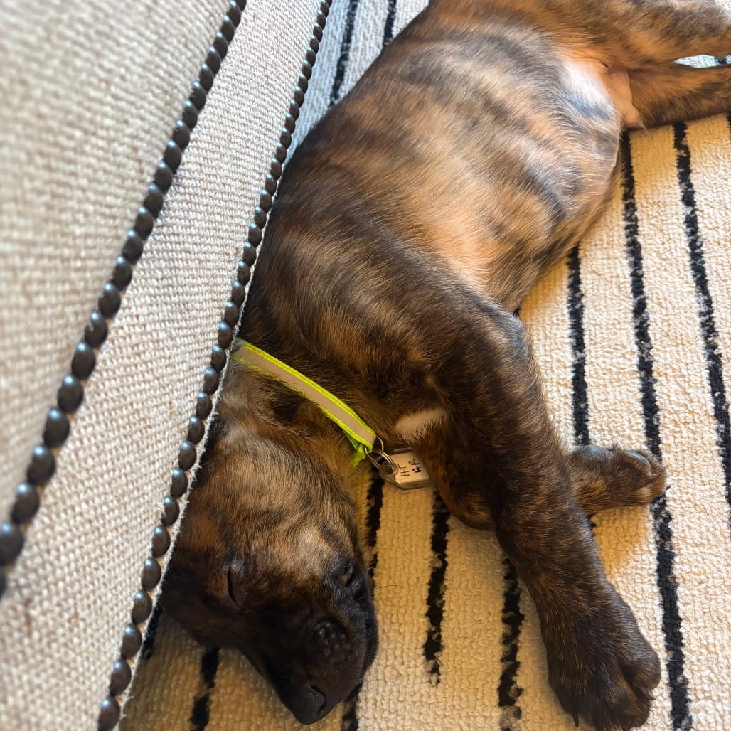 Photo of Archer, adoptable Cattle Dog in Fairfax Station, Virginia