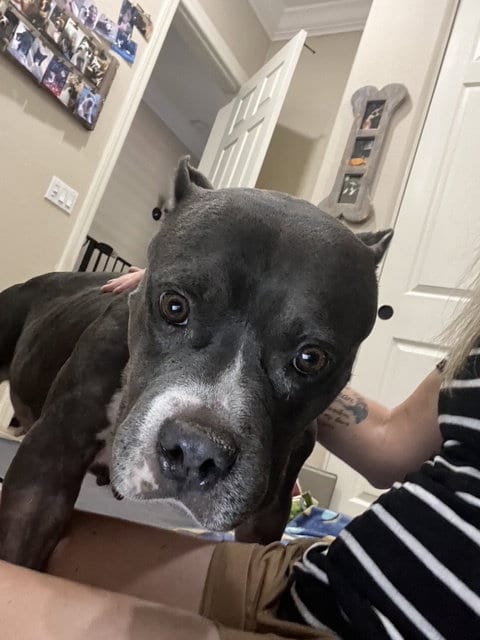 Photo of Aurora, adoptable American Staffordshire Terrier in Queen Creek, Arizona
