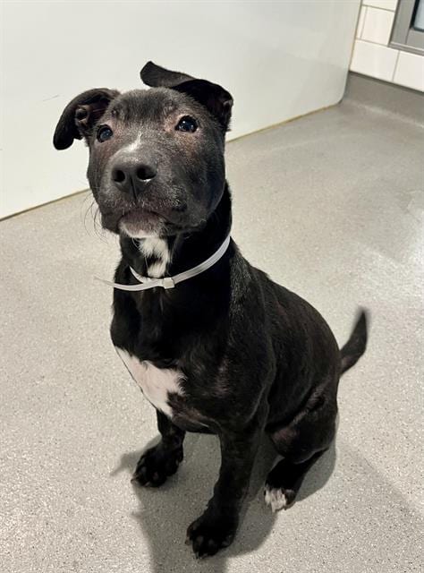 Photo of Cher, adoptable Pit Bull Terrier in San Francisco, California