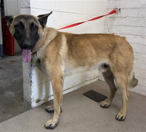 Photo of Bowzer, adoptable Belgian Shepherd Malinois in San Bernardino, California