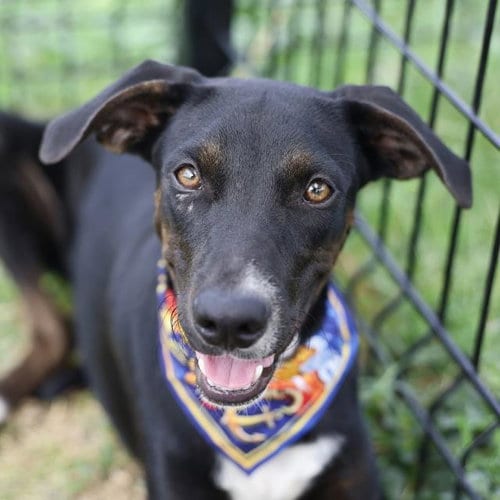 Photo of Eclipse Hunt, adoptable American Staffordshire Terrier in San Antonio, Texas
