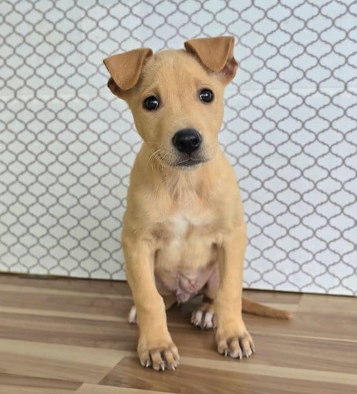 Photo of Fabio, adoptable German Shepherd Dog in Sedalia, Colorado
