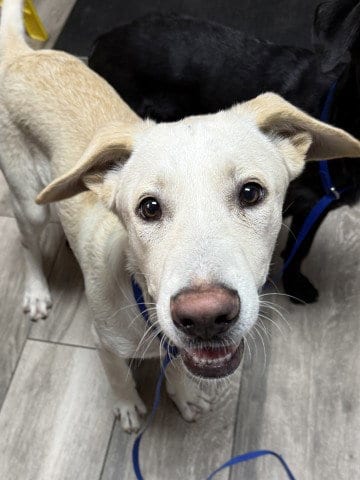 Photo of Casper, adoptable Labrador Retriever in Redlands, California
