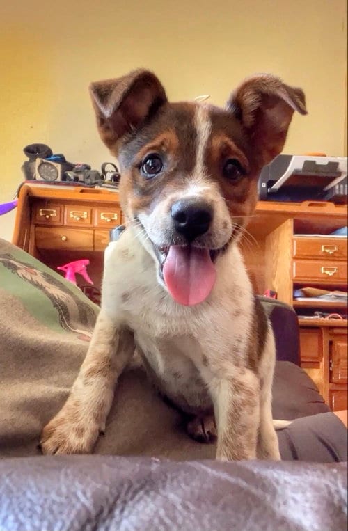 Photo of Carmie, adoptable Australian Cattle Dog/Blue Heeler in Garden City, New York