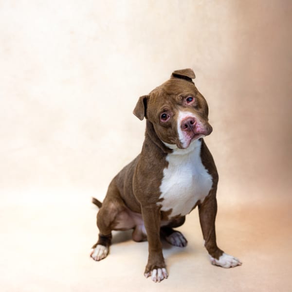 Photo of Gilligan, adoptable American Pit Bull cross in Lawrenceville, Georgia