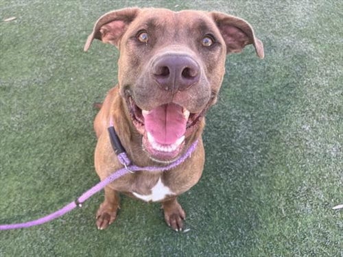 Photo of Wolf, adoptable Pit Bull Terrier in Los Angeles, California
