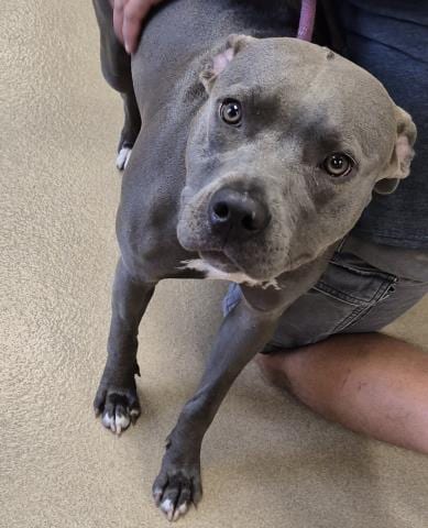 Photo of Ivy, adoptable Pit Bull Terrier in Decatur, Illinois