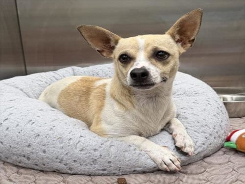 Photo of Eleanor, adoptable Rat Terrier in Tracy, California