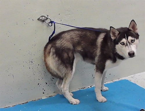 Photo of Midnight, adoptable Husky in Houston, Texas
