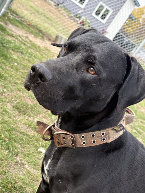 Photo of Diesel, adoptable Labrador Retriever in Webster, Wisconsin