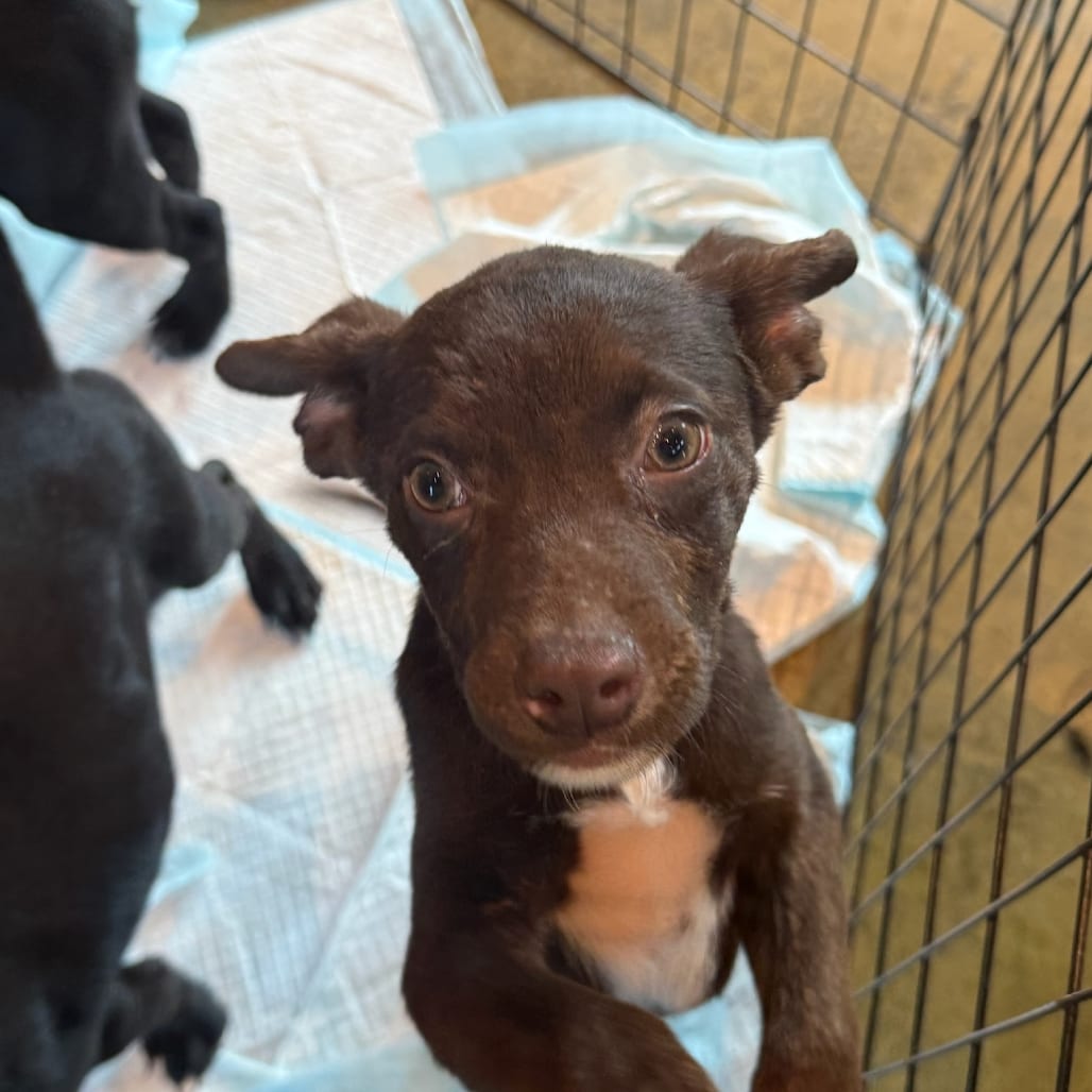 Photo of Carova, adoptable Mixed Breed (Medium) in Maryland, Maryland