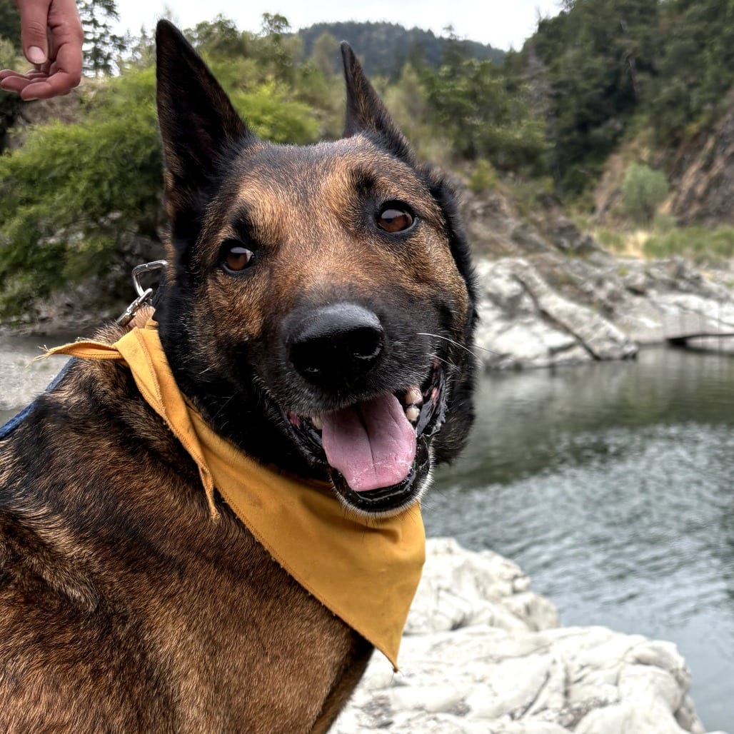 Photo of Ghirardelli, adoptable Shepherd / Mixed Breed (Large) in San Francisco, California