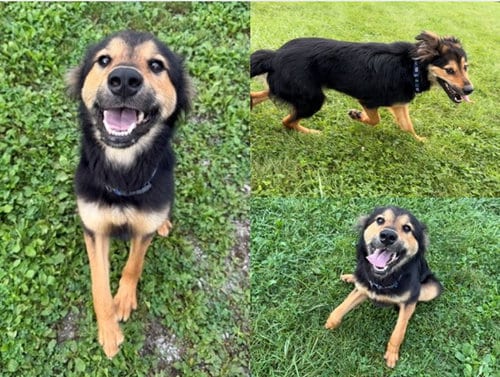 Photo of Spades, adoptable English Shepherd in Fort Wayne, Indiana