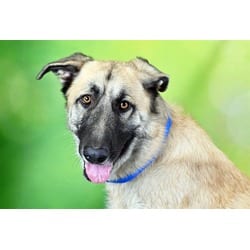 Photo of Thornton, adoptable Anatolian Shepherd in Ft Lauderdale, Florida