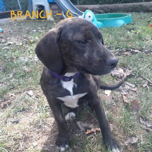 Photo of Branch (4mo, 25lbs), adoptable Hound in Hinton, West Virginia