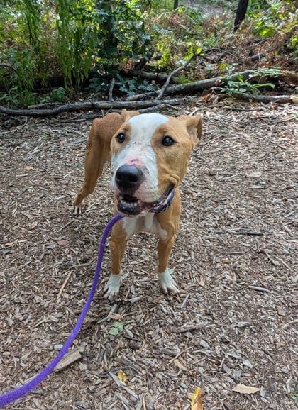 Photo of Ryuu, adoptable dog in Baltimore, Maryland
