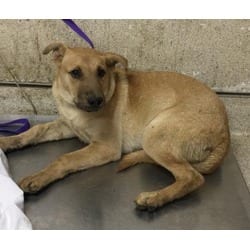 Photo of Almond, adoptable Shar Pei in Jurupa Valley, California