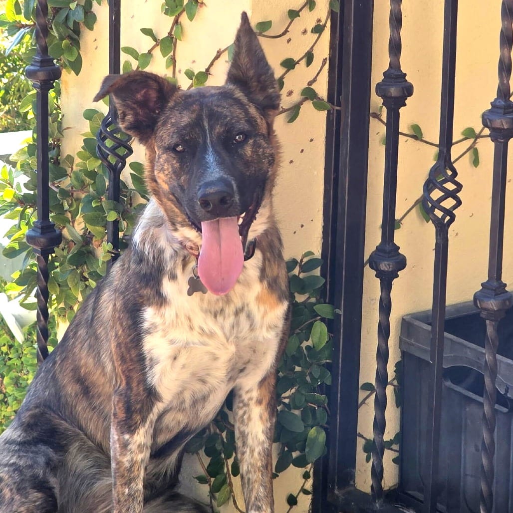 Photo of Terra, adoptable Mixed Breed (Large) in San Francisco, California