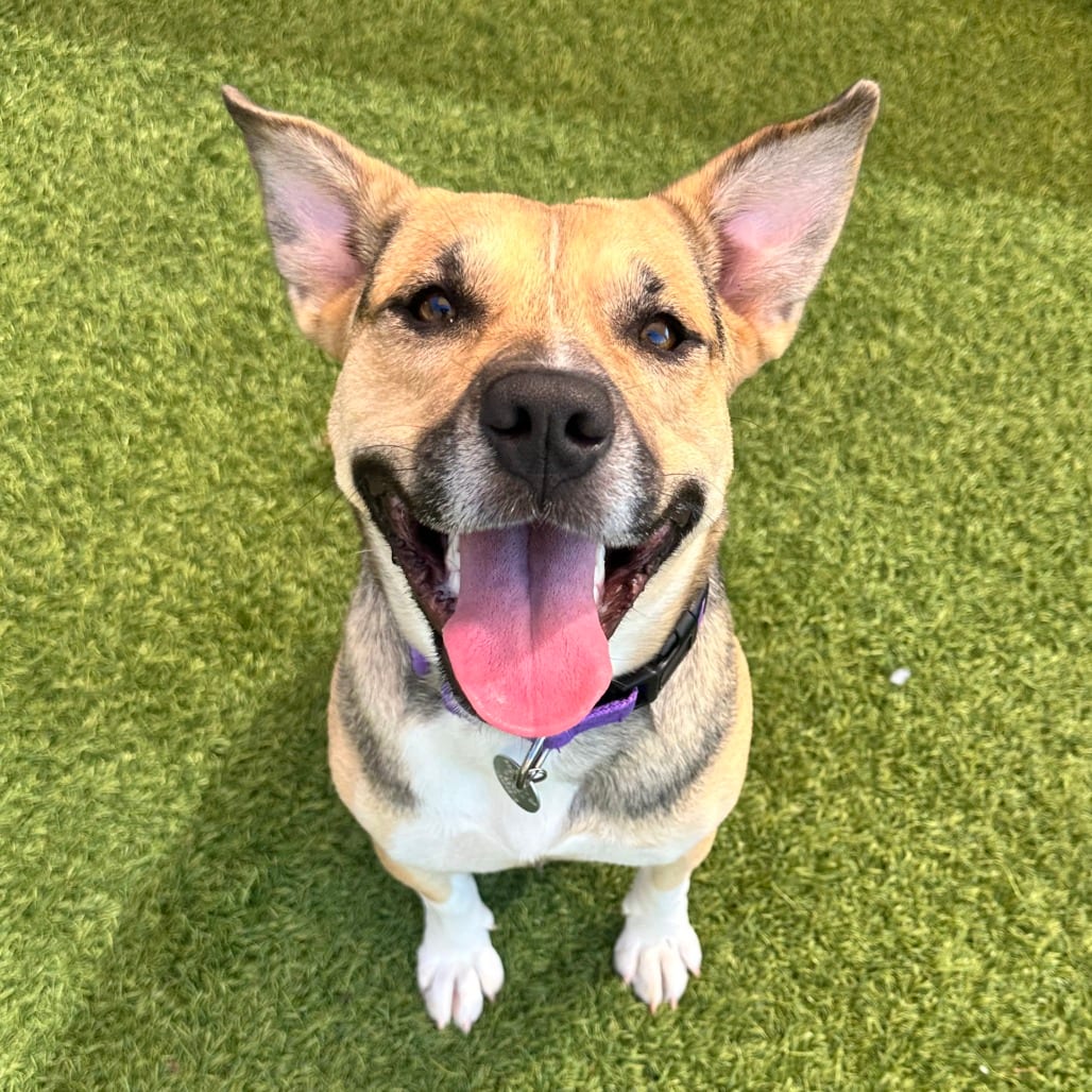 Photo of Gwen, adoptable Mixed Breed (Medium) in Dayton, Ohio