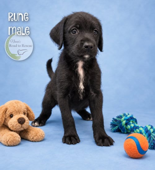 Photo of Rune, adoptable Poodle (Standard) in Benton, Louisiana