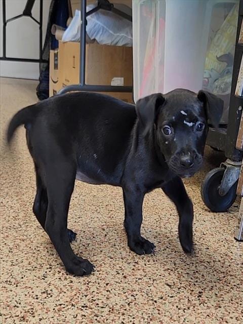 Photo of Posie, adoptable Labrador Retriever in Springfield, Massachusetts