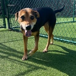 Photo of America 0629, adoptable Mixed Breed (Medium) in Loxahatchee, Florida