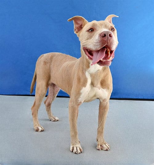 Photo of Jace, adoptable Pit Bull Terrier in Baldwin Park, California