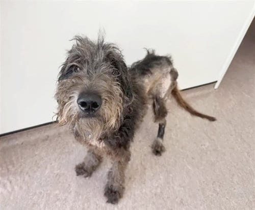 Photo of Charlie, adoptable Poodle (Standard) in St. Louis, Missouri